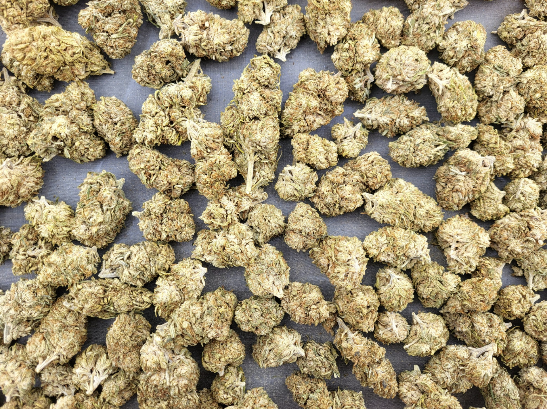 Discovering the Orange Cream Strain: A Comprehensive Guide