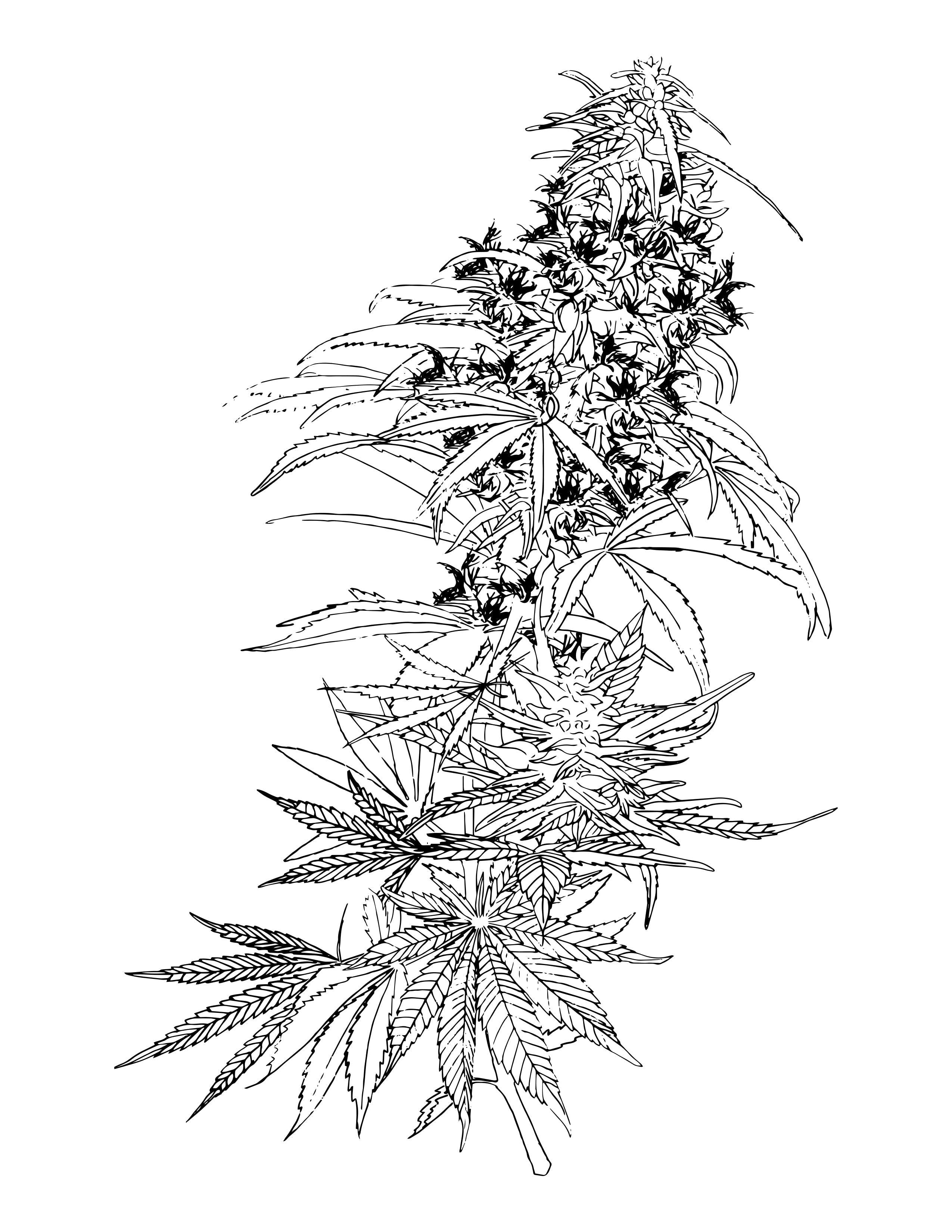 New Study: Compounds In Hemp Block Covid-19 - OGR LLC