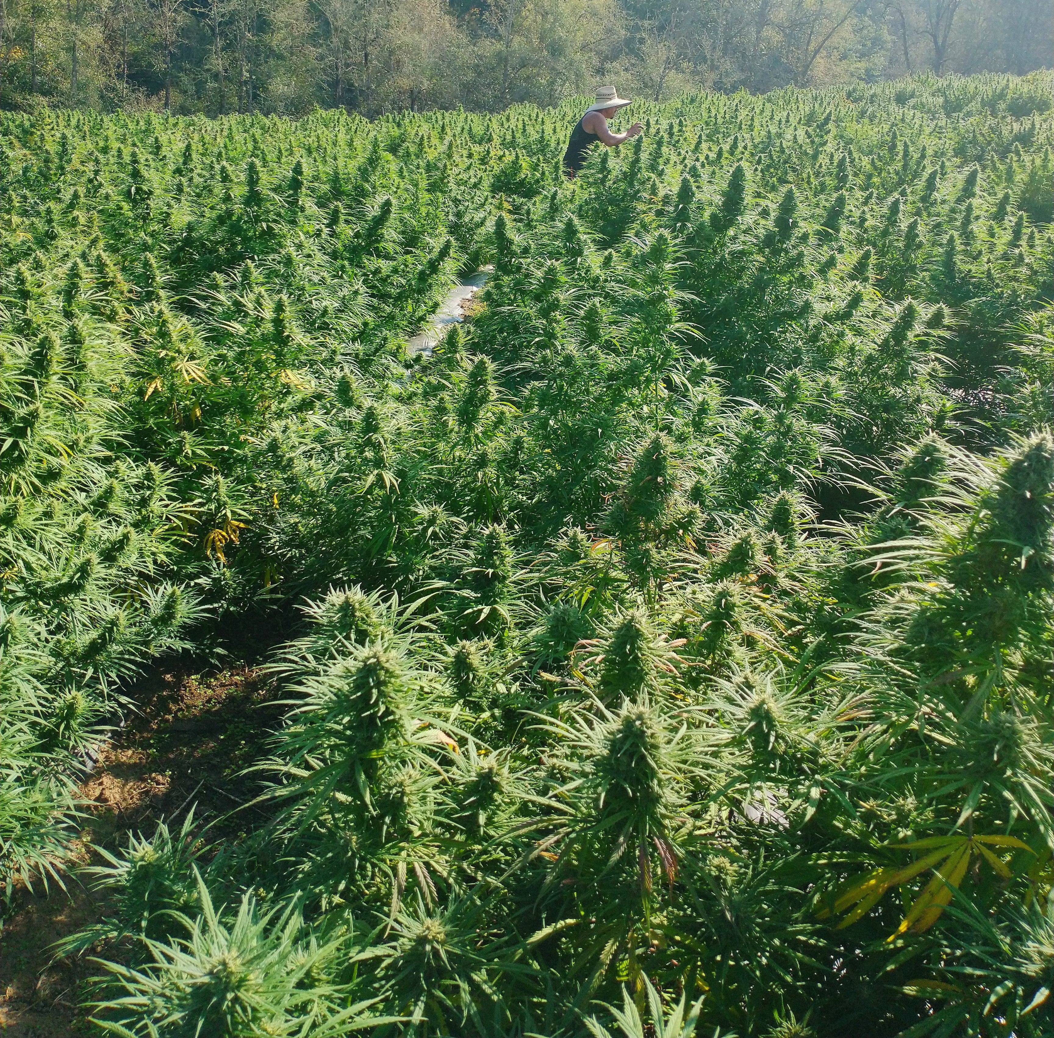 Hemp Smoking Flower (last chance)
