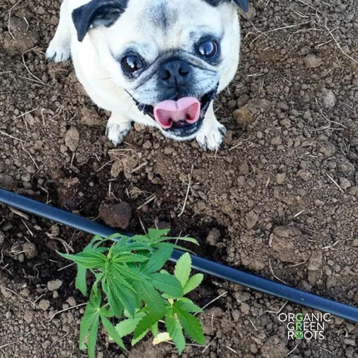 CBD For Pets: Helpful Benefits and Effects - OGR LLC