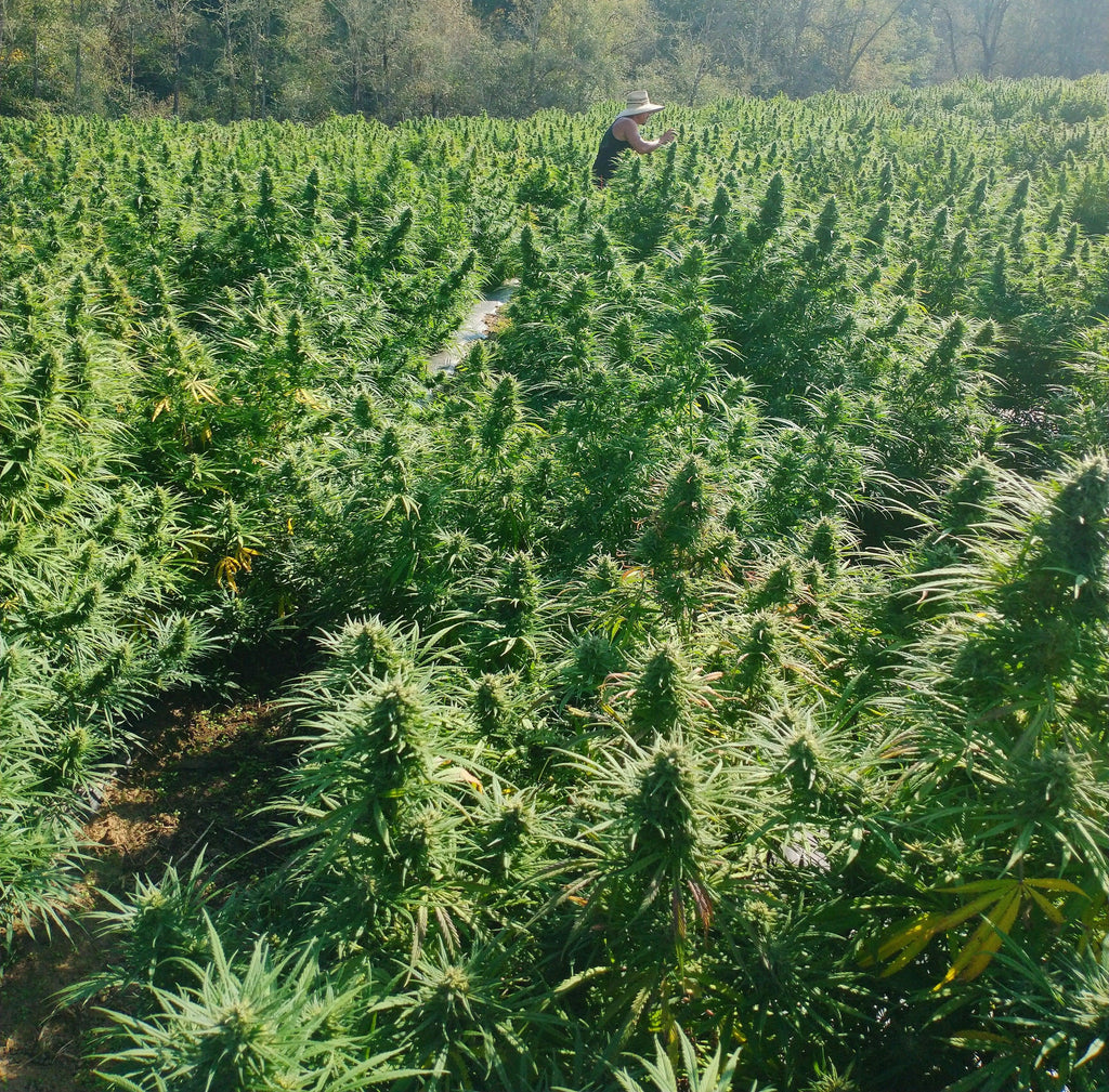 Do you know where your Hemp comes from?