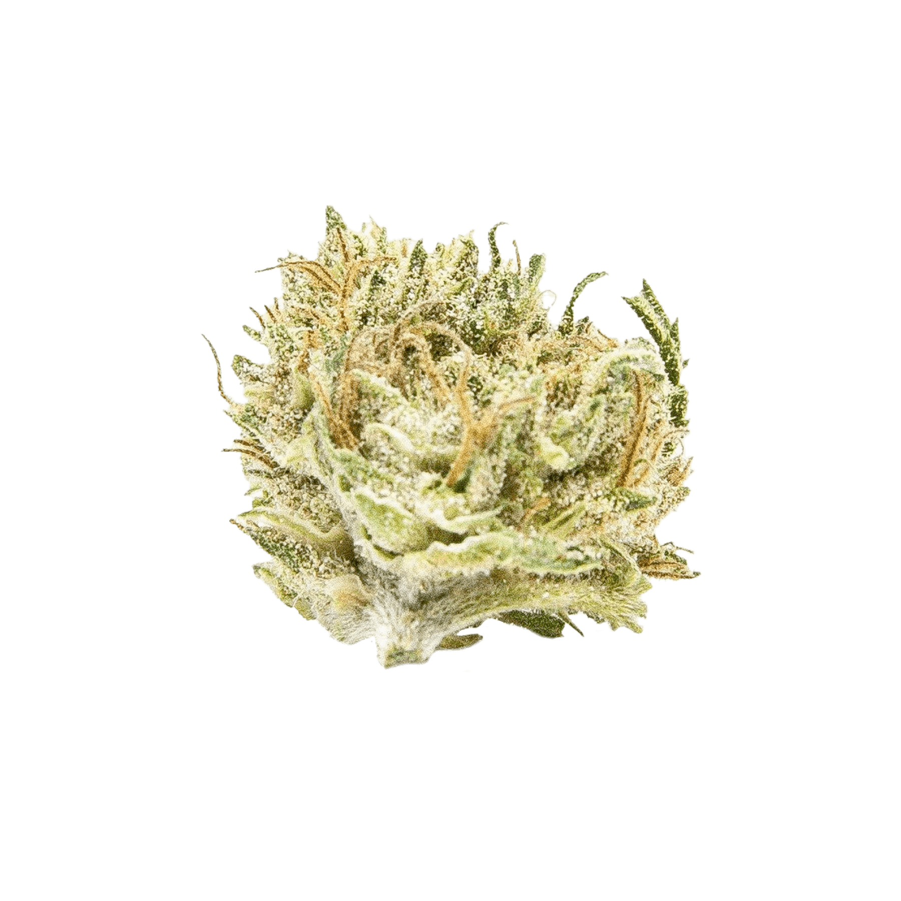 White CBG | Organic CBG Hemp - Small Flower