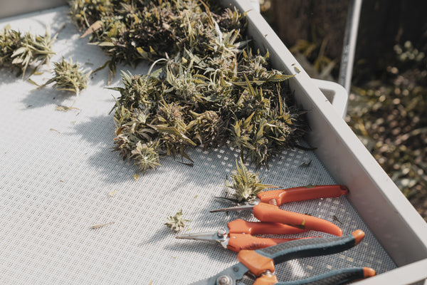hemp cuttings with shears on a tray